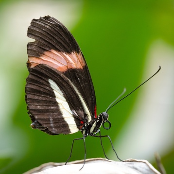 Papillon lépidoptères