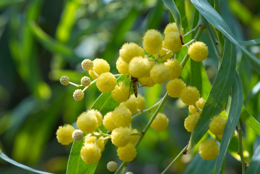 Jardin botanique Meise 3