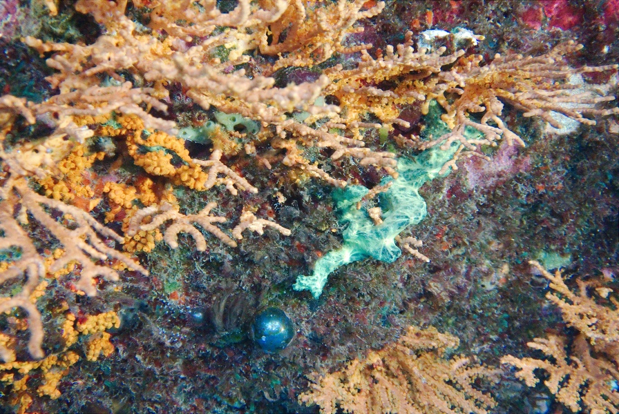 Martinique -plongee-anse-arlet-18