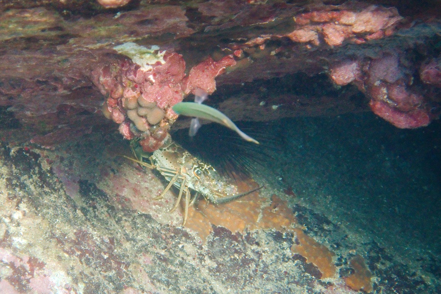 Martinique -plongee-anse-arlet-67