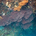 Martinique -plongee-anse-arlet-06