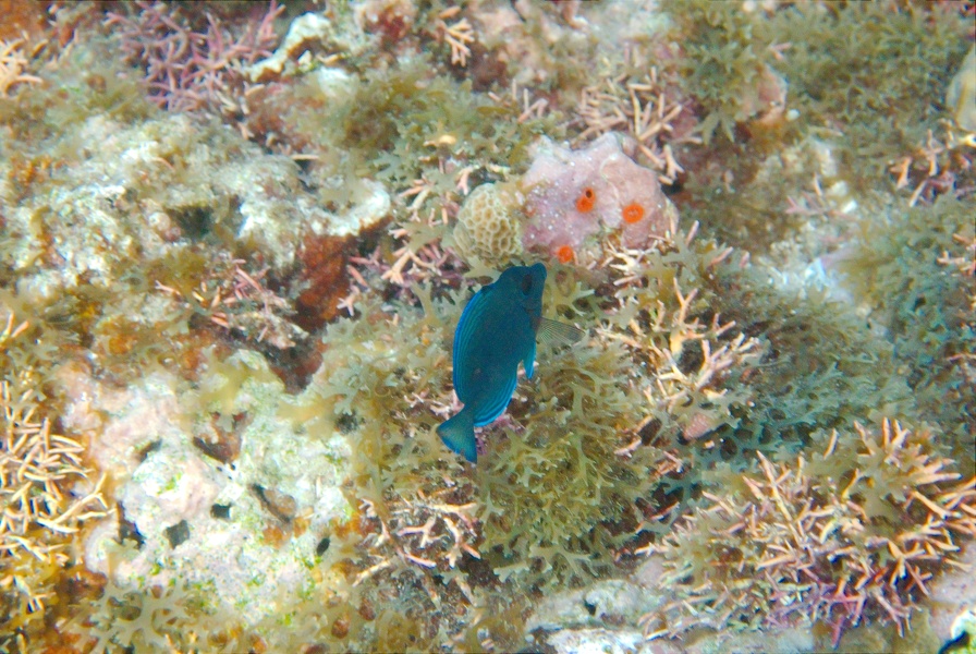 Martinique -plongee-anse-arlet-71