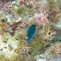 Martinique -plongee-anse-arlet-71