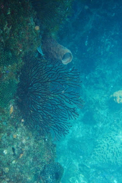 Martinique -plongee-anse-arlet-07