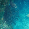Martinique -plongee-anse-arlet-07