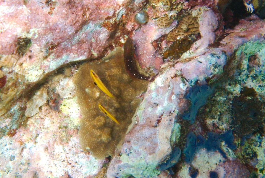 Martinique -plongee-anse-arlet-50