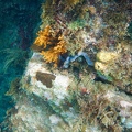 Martinique -plongee-anse-arlet-56