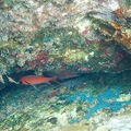 Martinique -plongee-anse-arlet-15