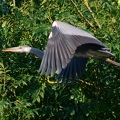 heron 18