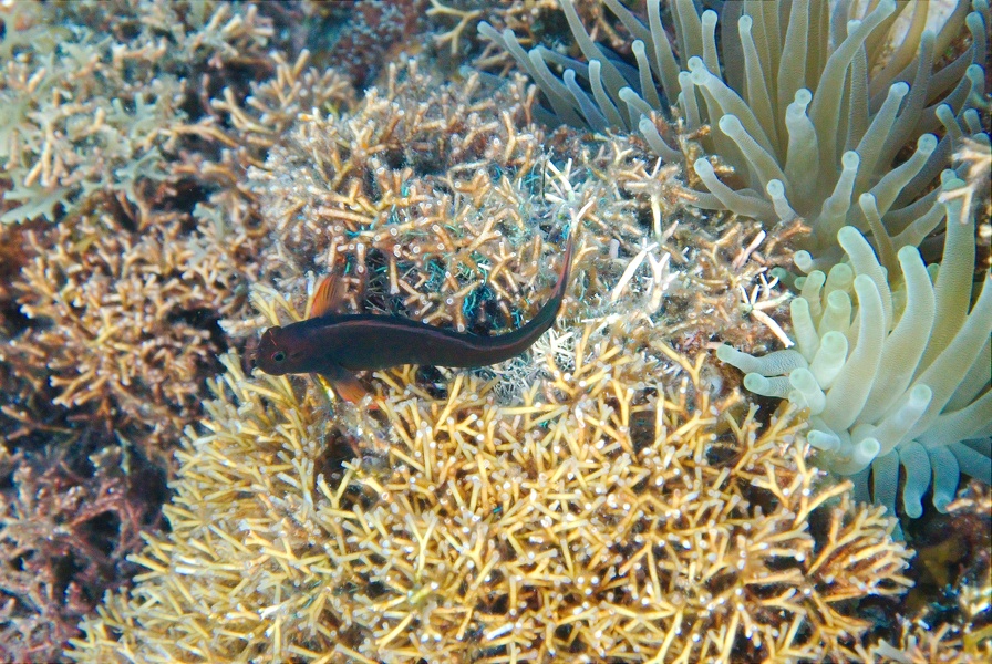 Martinique -plongee-anse-arlet-74
