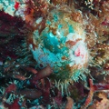 Martinique -plongee-anse-arlet-26