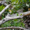 Martinique -2013-07-30--15 41 48