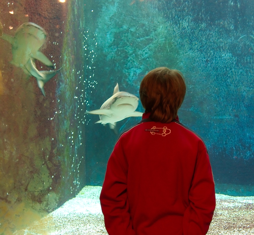 Aquarium_des_requins_2.jpg