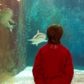 Aquarium des requins 2