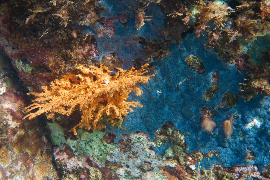 Martinique -plongee-anse-arlet-42
