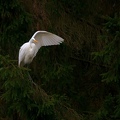 Aigrette 2 001