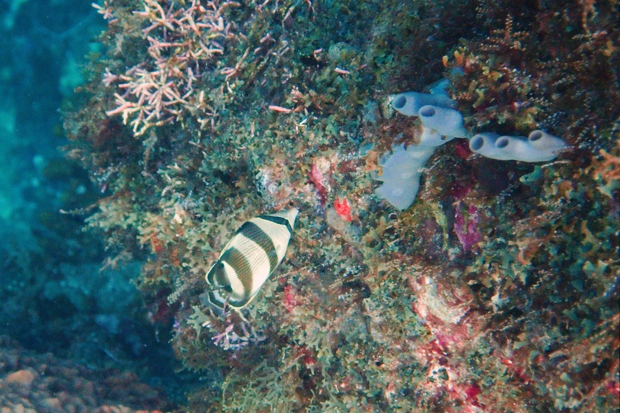 Martinique -plongee-anse-arlet-33