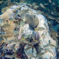 Martinique -plongee-anse-arlet-80