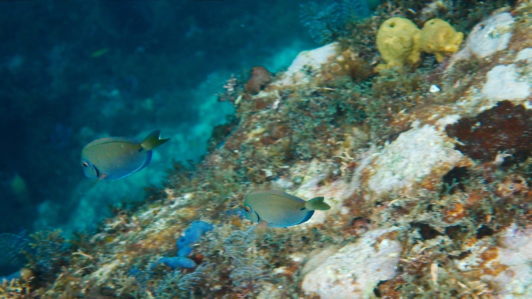 Martinique -plongee-anse-arlet-10