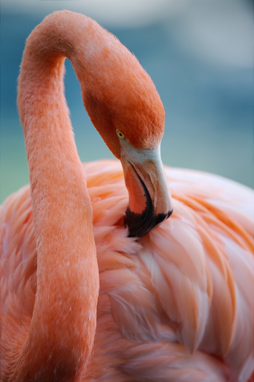 Pairi_Daiza_2013-18-juillet--12.jpg