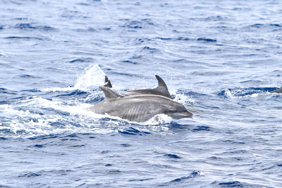 Martinique-bateau-dauphins-04