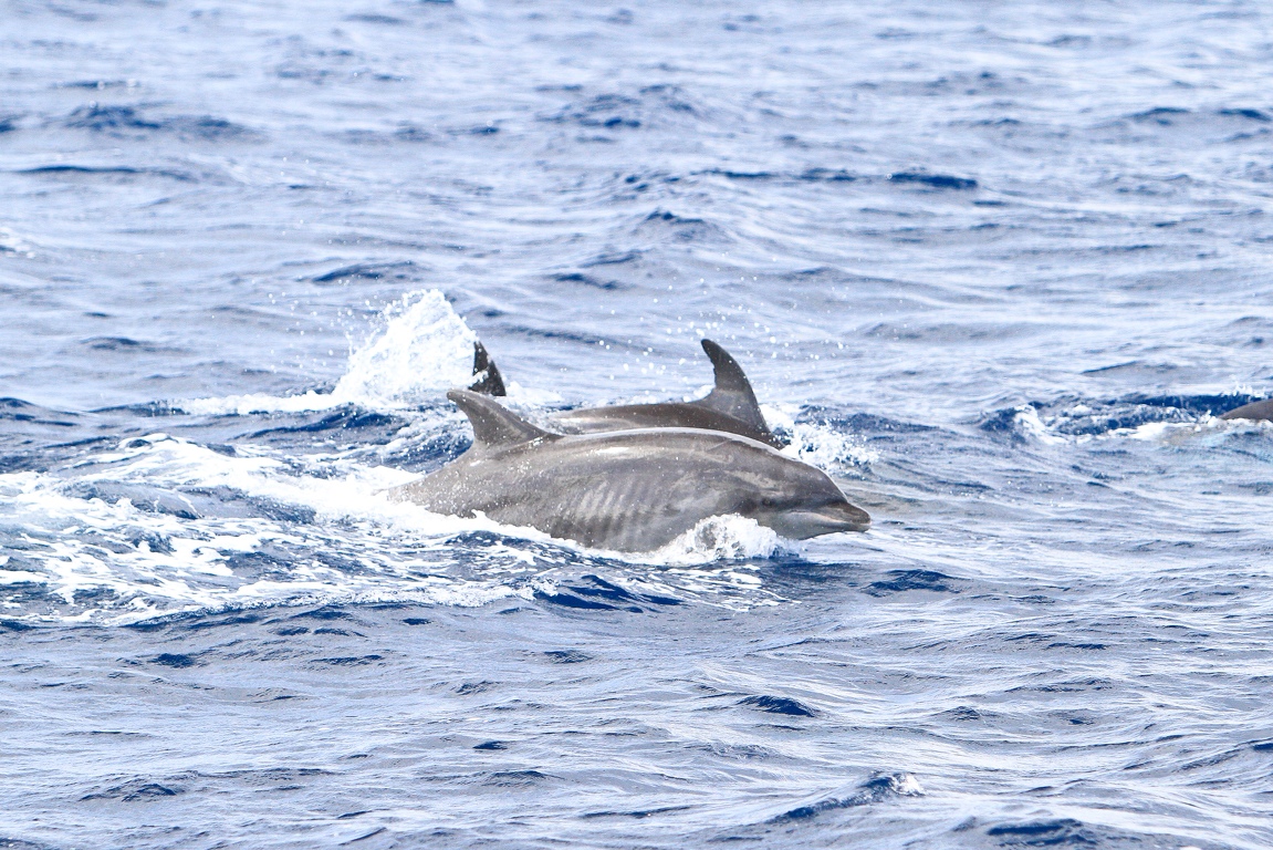 Martinique-bateau-dauphins-04.jpg