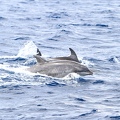 Martinique-bateau-dauphins-04