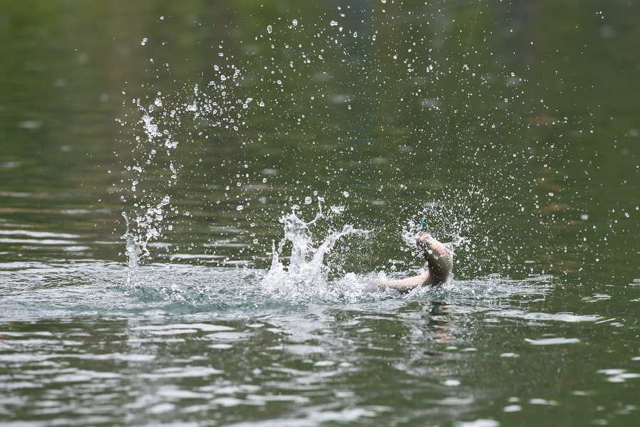 21-Pecherie-les-Etangs-du-Bocq-15-05-2016