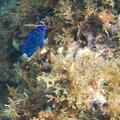 Martinique -plongee-anse-arlet-70
