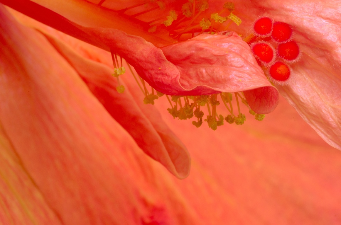 Hibiscus_rosa-sinensis-2.jpg