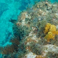 Martinique -plongee-anse-arlet-55