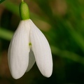 Perce-neige Galanthus nivalis