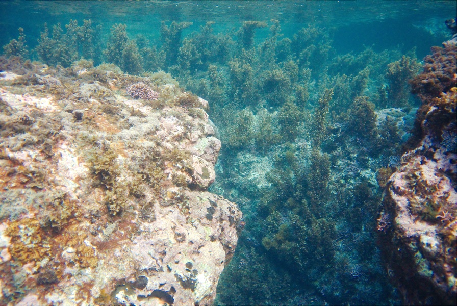 Martinique -plongee-anse-arlet-58