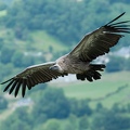vautour fauve