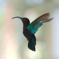 Martinique -Colibris-2013-08-01--17 16 15