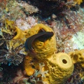 Martinique -plongee-anse-arlet-52