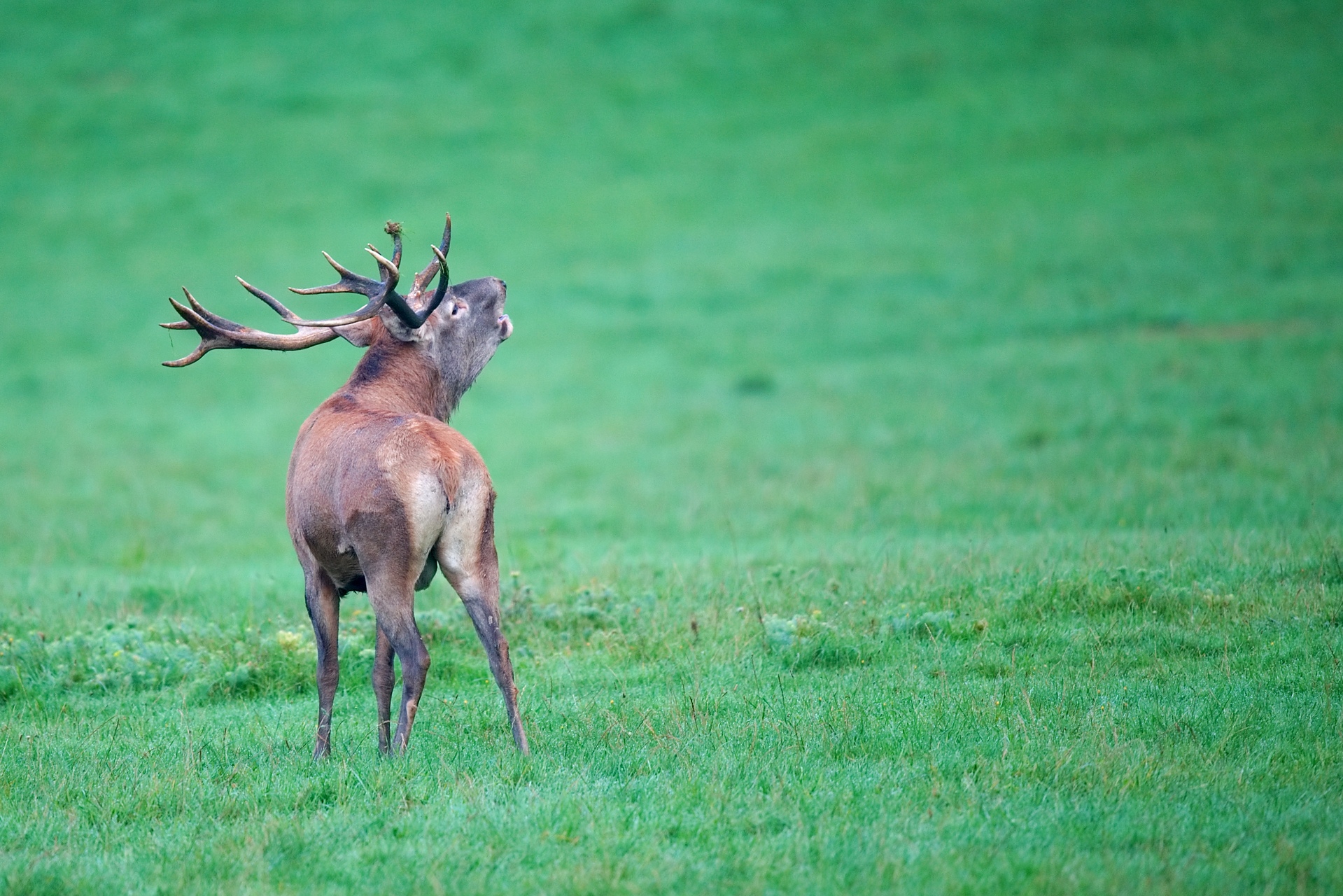 Brame_du_cerf_2011-09-17--08_07_50.jpg