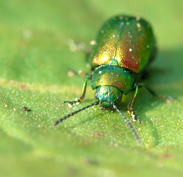 scarab   vert