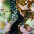 Martinique -plongee-anse-arlet-27