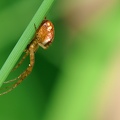 arachnide-3.jpg