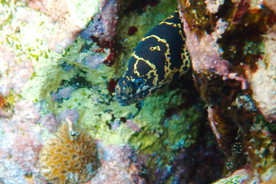 Martinique -plongee-anse-arlet-28