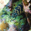 Martinique -plongee-anse-arlet-28