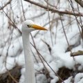 Aigrette 