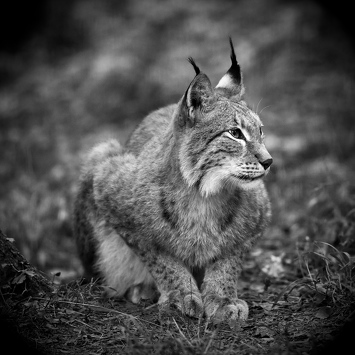  Lynx (félins)