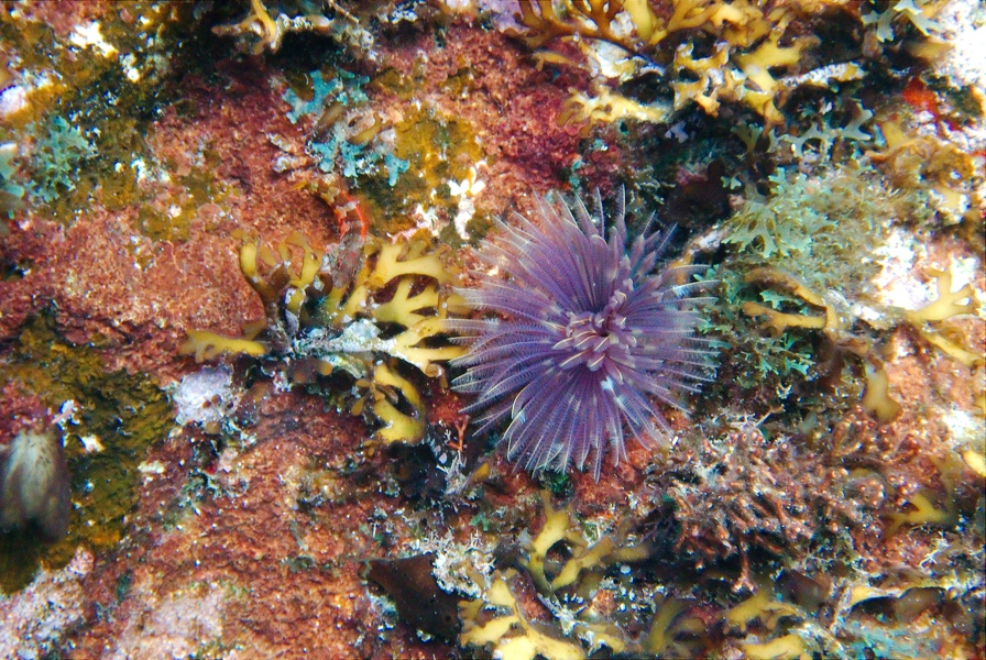 Martinique -plongee-anse-arlet-12
