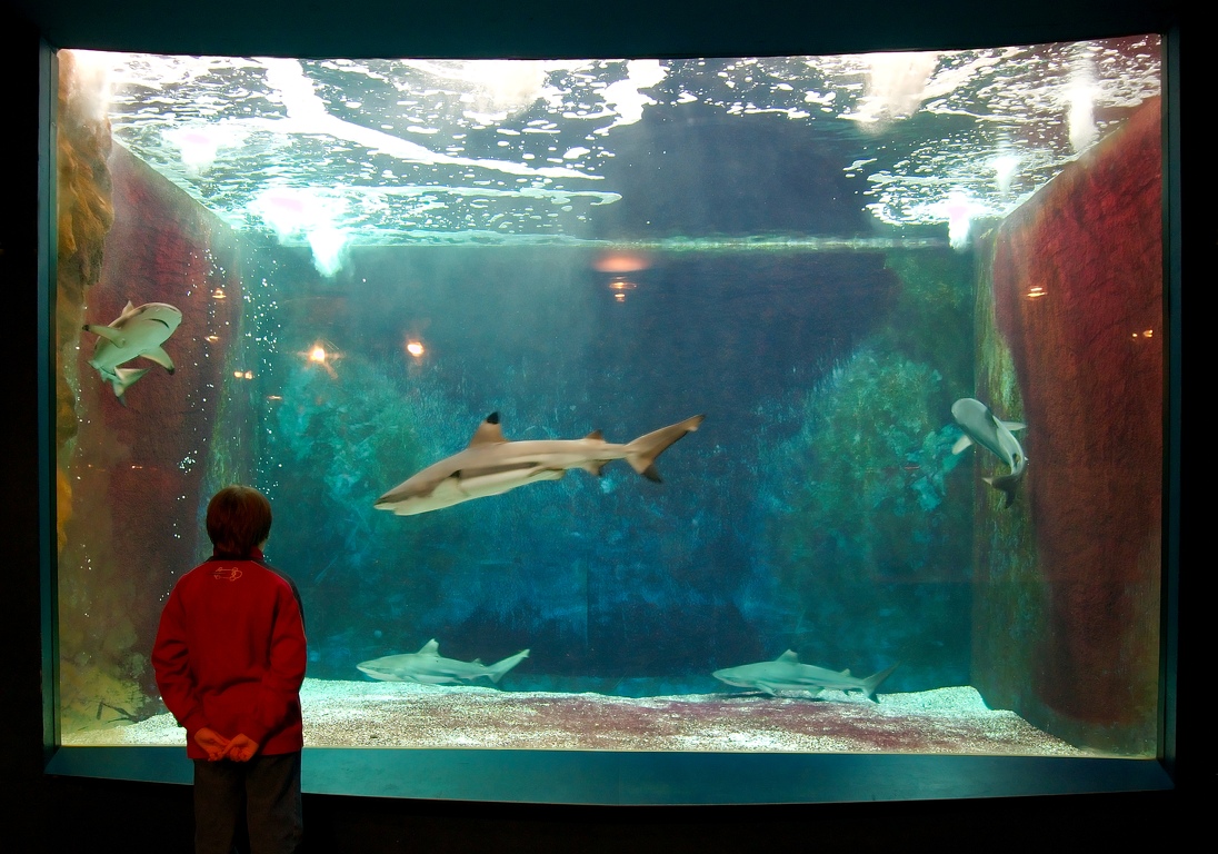 Aquarium_des_requins.jpg