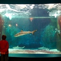 Aquarium des requins