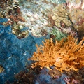 Martinique -plongee-anse-arlet-43