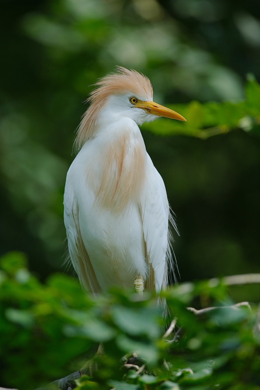 Pairi_Daiza_2013-18-juillet--09.jpg