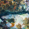 Martinique -plongee-anse-arlet-30
